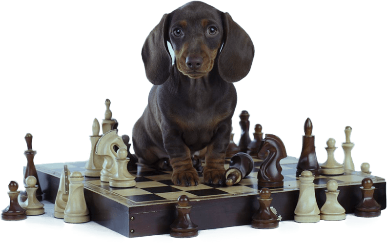 dog chess